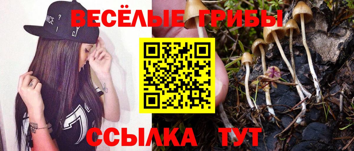 Псилоцибиновые грибы Psilocybe Саров